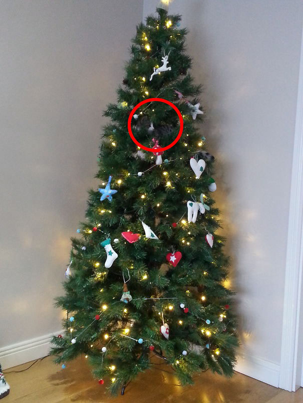 81 Purrfectly Camouflaged Cats That Are Impossible To Find Without Looking At The Answers 81 Purrfectly Camouflaged Cats That Are Impossible To Find Without Looking At The Answers