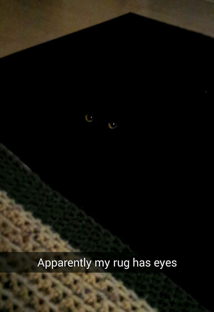 81 Purrfectly Camouflaged Cats That Are Impossible To Find Without Looking At The Answers