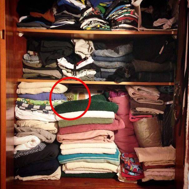 81 Purrfectly Camouflaged Cats That Are Impossible To Find Without Looking At The Answers