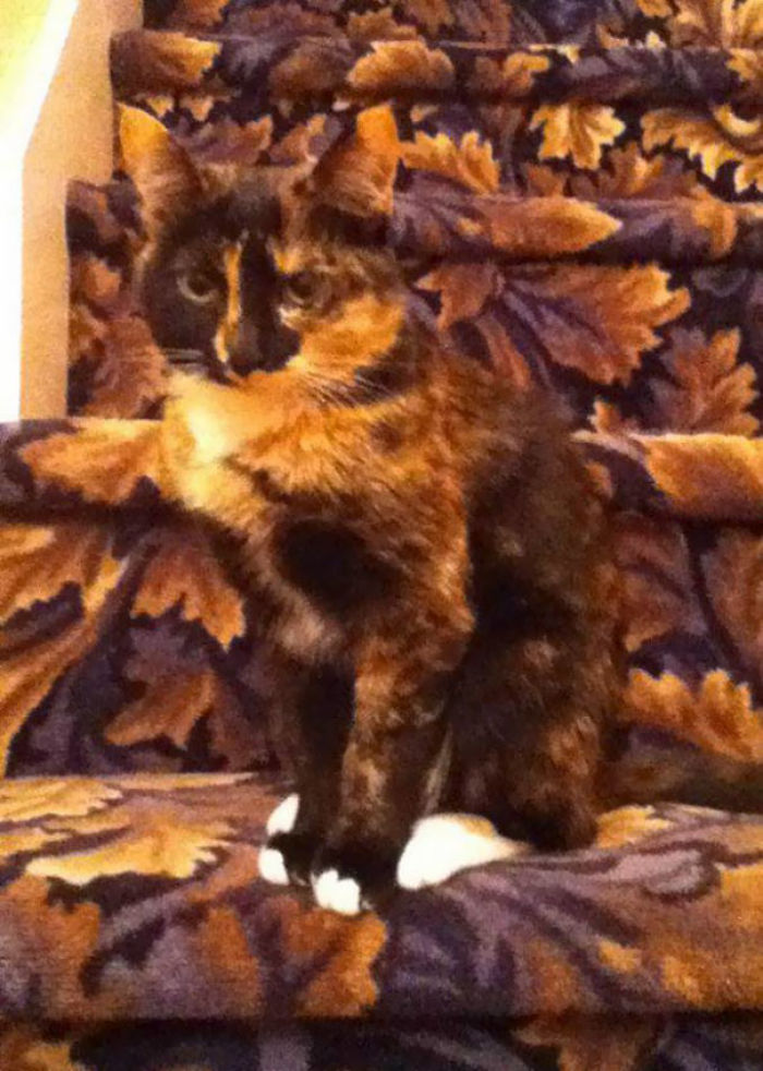 81 Purrfectly Camouflaged Cats That Are Impossible To Find Without Looking At The Answers