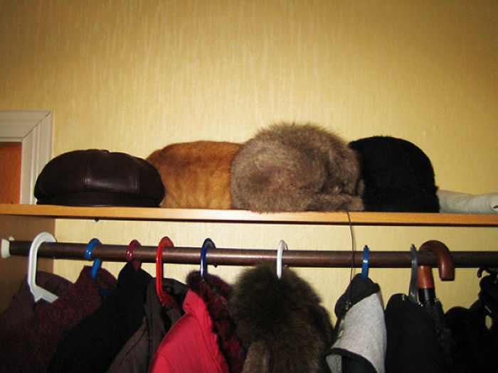 81 Purrfectly Camouflaged Cats That Are Impossible To Find Without Looking At The Answers