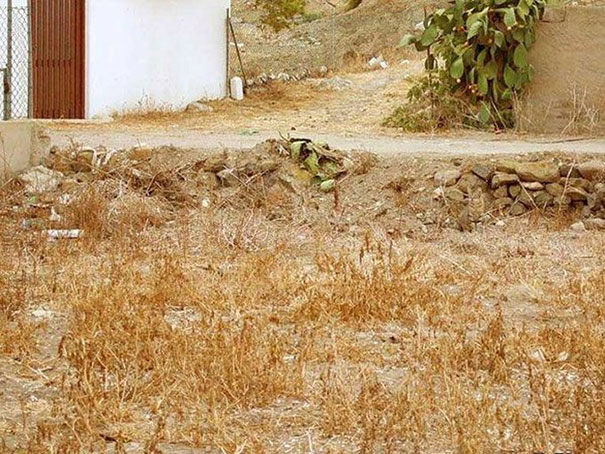 81 Purrfectly Camouflaged Cats That Are Impossible To Find Without Looking At The Answers 81 Purrfectly Camouflaged Cats That Are Impossible To Find Without Looking At The Answers