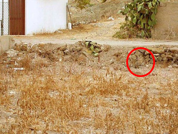 81 Purrfectly Camouflaged Cats That Are Impossible To Find Without Looking At The Answers 81 Purrfectly Camouflaged Cats That Are Impossible To Find Without Looking At The Answers