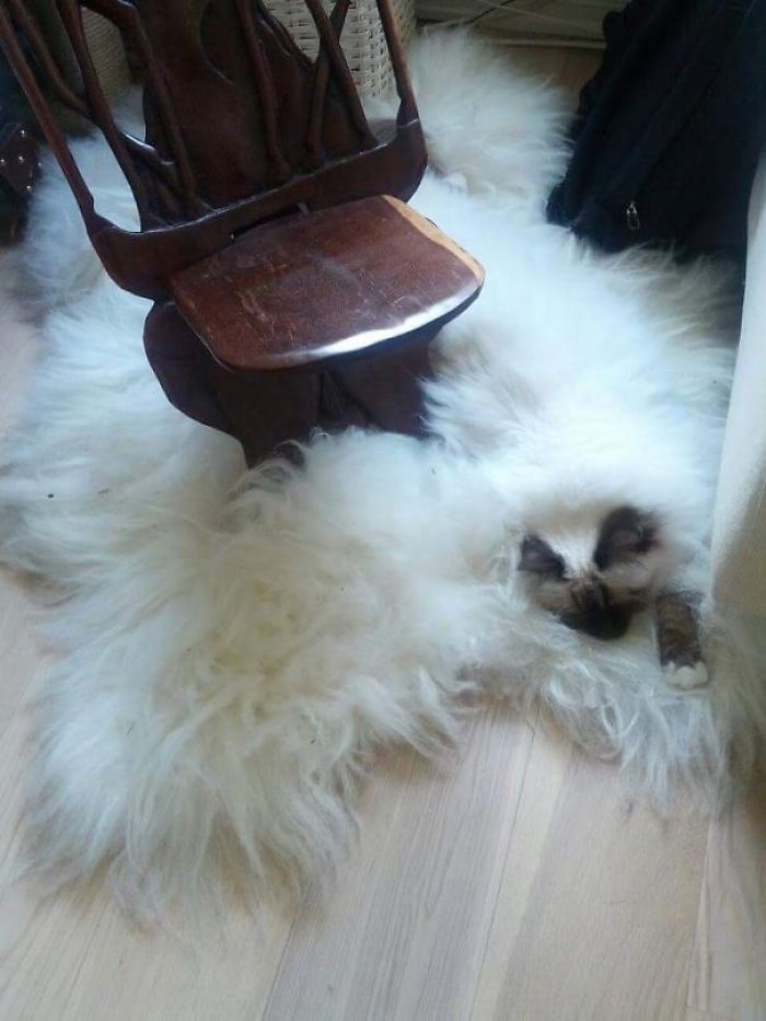 81 Purrfectly Camouflaged Cats That Are Impossible To Find Without Looking At The Answers 81 Purrfectly Camouflaged Cats That Are Impossible To Find Without Looking At The Answers