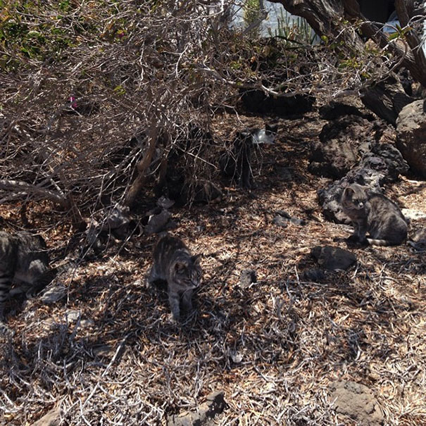 81 Purrfectly Camouflaged Cats That Are Impossible To Find Without Looking At The Answers