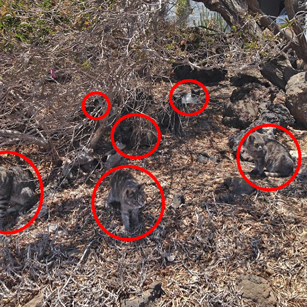 81 Purrfectly Camouflaged Cats That Are Impossible To Find Without Looking At The Answers