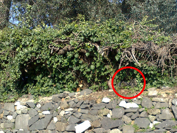 81 Purrfectly Camouflaged Cats That Are Impossible To Find Without Looking At The Answers