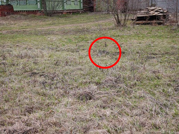 81 Purrfectly Camouflaged Cats That Are Impossible To Find Without Looking At The Answers