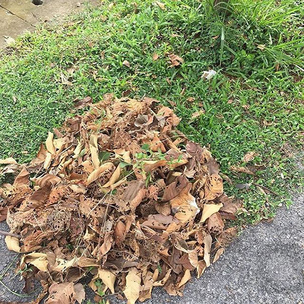 81 Purrfectly Camouflaged Cats That Are Impossible To Find Without Looking At The Answers 81 Purrfectly Camouflaged Cats That Are Impossible To Find Without Looking At The Answers