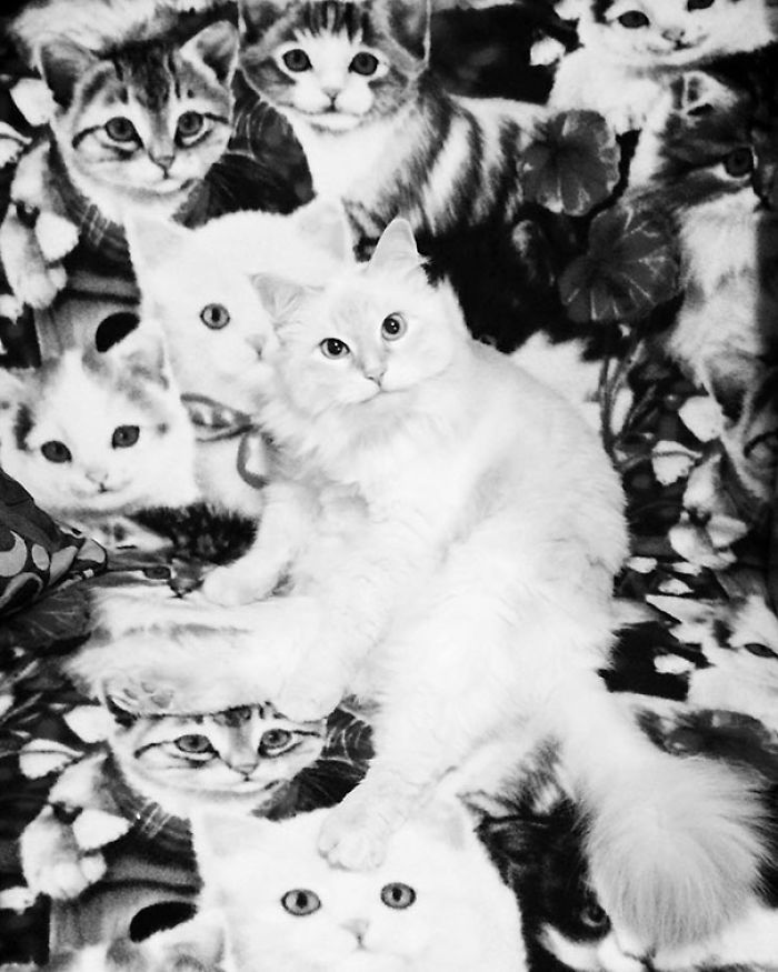 81 Purrfectly Camouflaged Cats That Are Impossible To Find Without Looking At The Answers