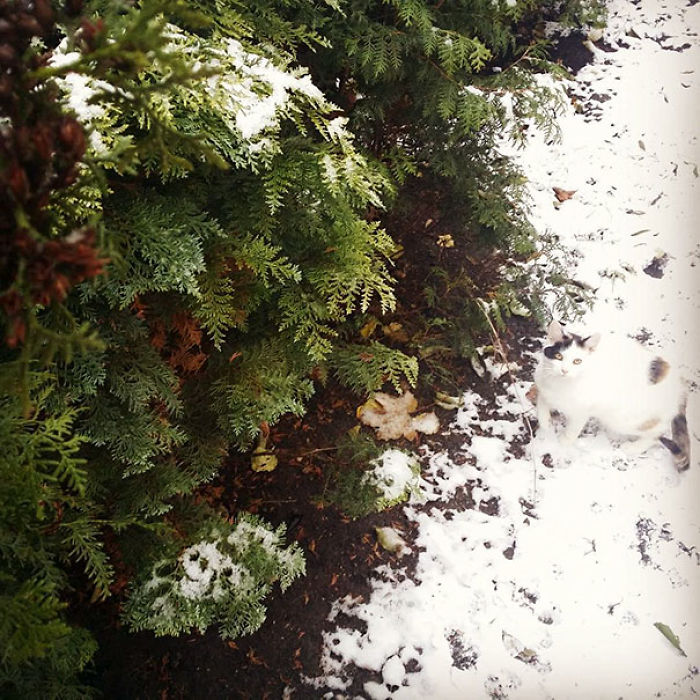 81 Purrfectly Camouflaged Cats That Are Impossible To Find Without Looking At The Answers 81 Purrfectly Camouflaged Cats That Are Impossible To Find Without Looking At The Answers