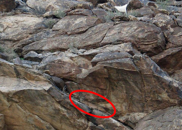 81 Purrfectly Camouflaged Cats That Are Impossible To Find Without Looking At The Answers