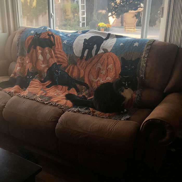 81 Purrfectly Camouflaged Cats That Are Impossible To Find Without Looking At The Answers 81 Purrfectly Camouflaged Cats That Are Impossible To Find Without Looking At The Answers