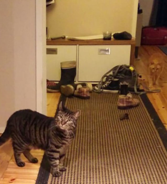 81 Purrfectly Camouflaged Cats That Are Impossible To Find Without Looking At The Answers