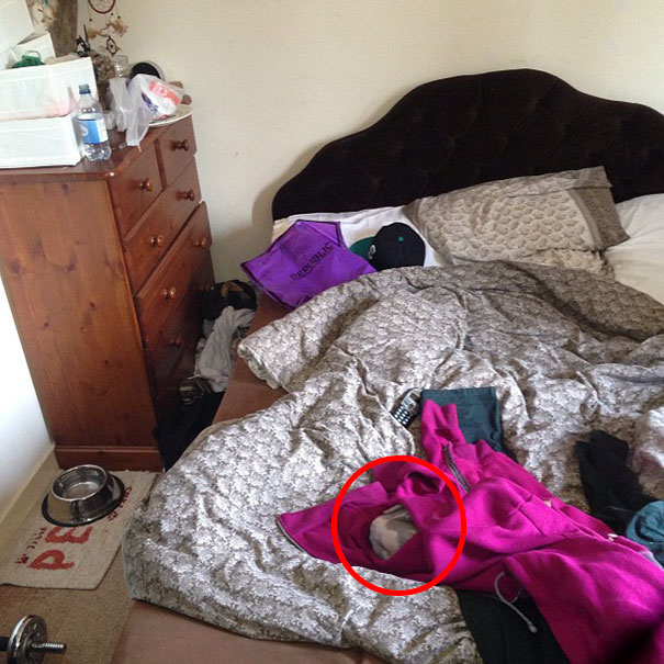 81 Purrfectly Camouflaged Cats That Are Impossible To Find Without Looking At The Answers