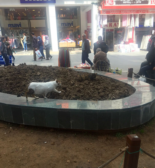 81 Purrfectly Camouflaged Cats That Are Impossible To Find Without Looking At The Answers