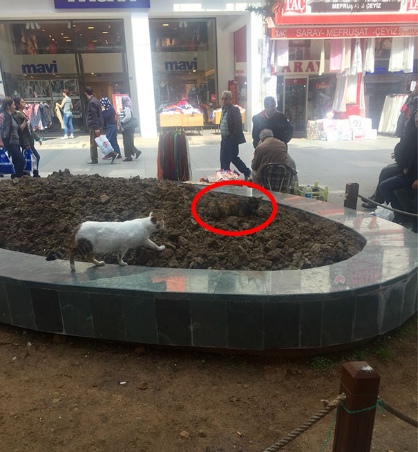 81 Purrfectly Camouflaged Cats That Are Impossible To Find Without Looking At The Answers