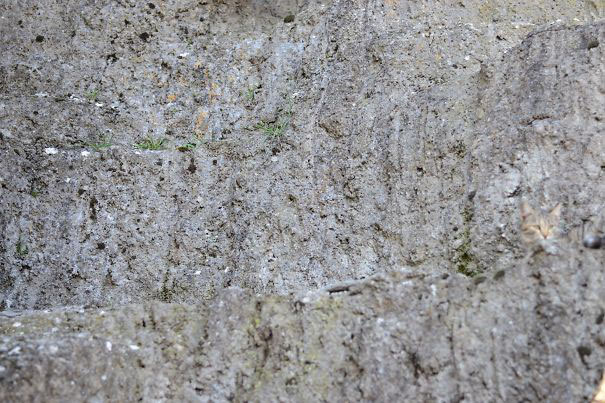 81 Purrfectly Camouflaged Cats That Are Impossible To Find Without Looking At The Answers