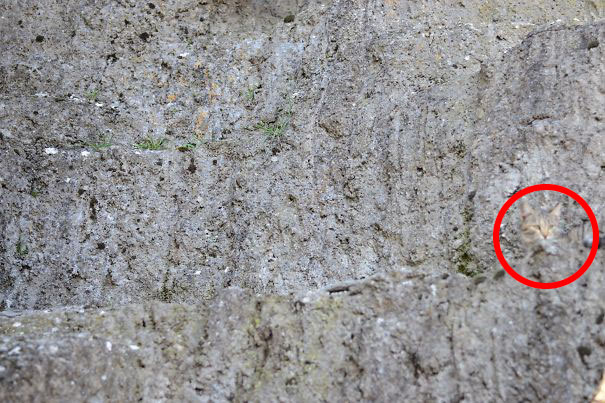 81 Purrfectly Camouflaged Cats That Are Impossible To Find Without Looking At The Answers