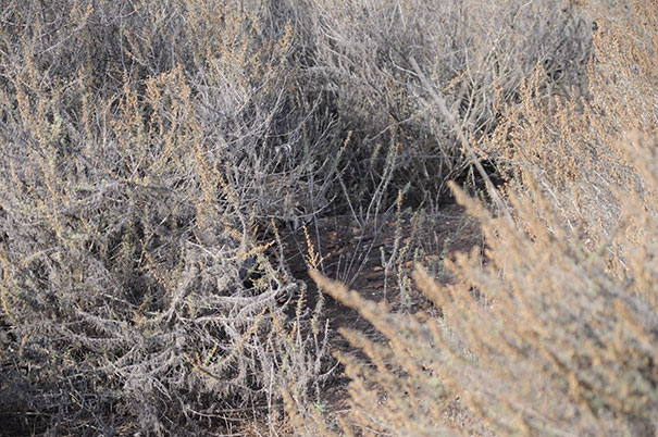 81 Purrfectly Camouflaged Cats That Are Impossible To Find Without Looking At The Answers