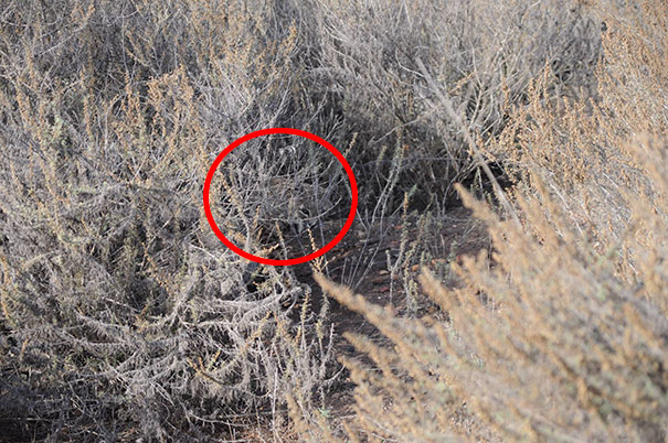 81 Purrfectly Camouflaged Cats That Are Impossible To Find Without Looking At The Answers