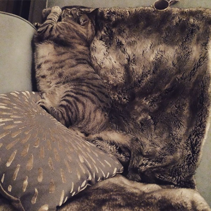 81 Purrfectly Camouflaged Cats That Are Impossible To Find Without Looking At The Answers 81 Purrfectly Camouflaged Cats That Are Impossible To Find Without Looking At The Answers