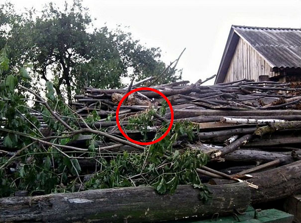 81 Purrfectly Camouflaged Cats That Are Impossible To Find Without Looking At The Answers