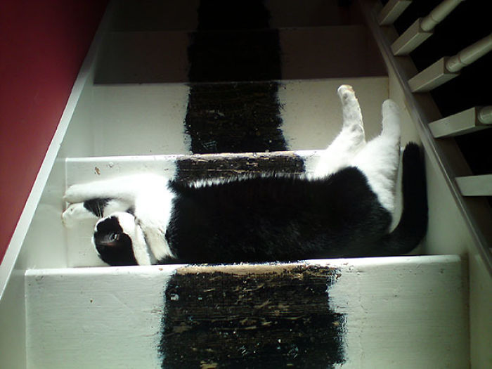 81 Purrfectly Camouflaged Cats That Are Impossible To Find Without Looking At The Answers