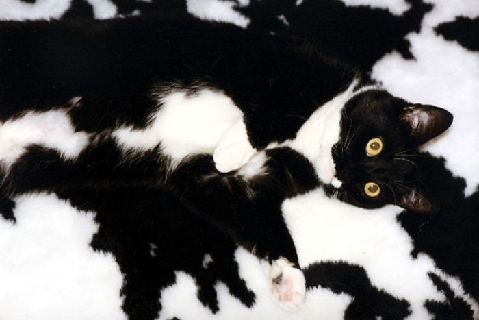 81 Purrfectly Camouflaged Cats That Are Impossible To Find Without Looking At The Answers