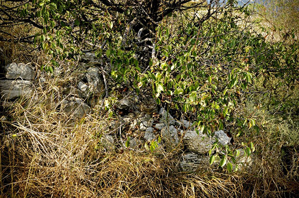 81 Purrfectly Camouflaged Cats That Are Impossible To Find Without Looking At The Answers 81 Purrfectly Camouflaged Cats That Are Impossible To Find Without Looking At The Answers