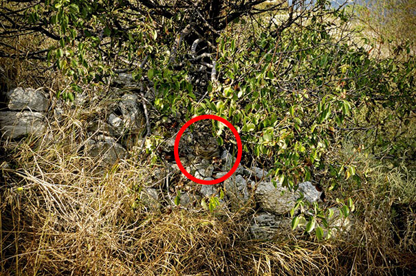 81 Purrfectly Camouflaged Cats That Are Impossible To Find Without Looking At The Answers