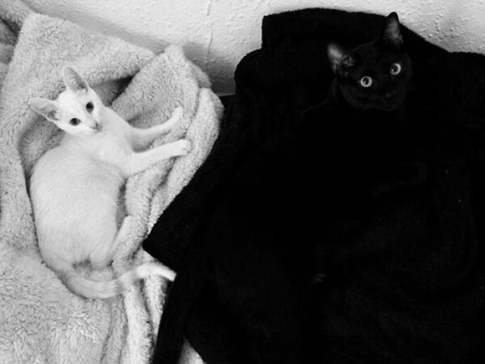 81 Purrfectly Camouflaged Cats That Are Impossible To Find Without Looking At The Answers