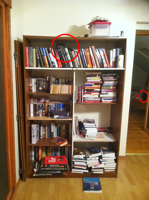 81 Purrfectly Camouflaged Cats That Are Impossible To Find Without Looking At The Answers 81 Purrfectly Camouflaged Cats That Are Impossible To Find Without Looking At The Answers