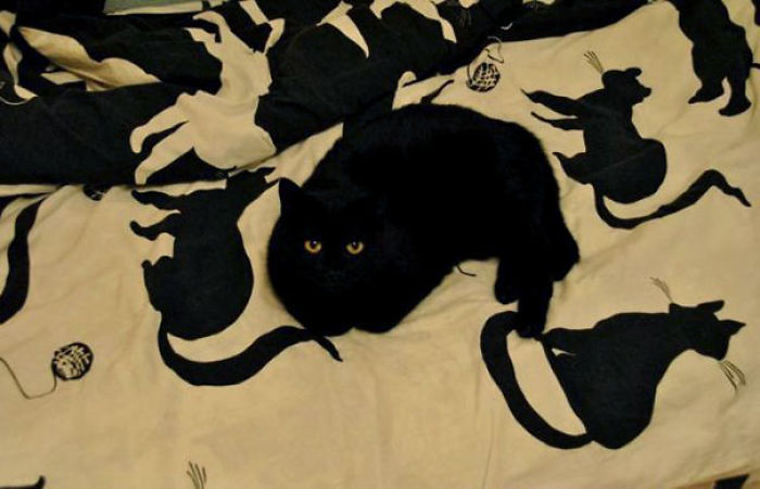 81 Purrfectly Camouflaged Cats That Are Impossible To Find Without Looking At The Answers