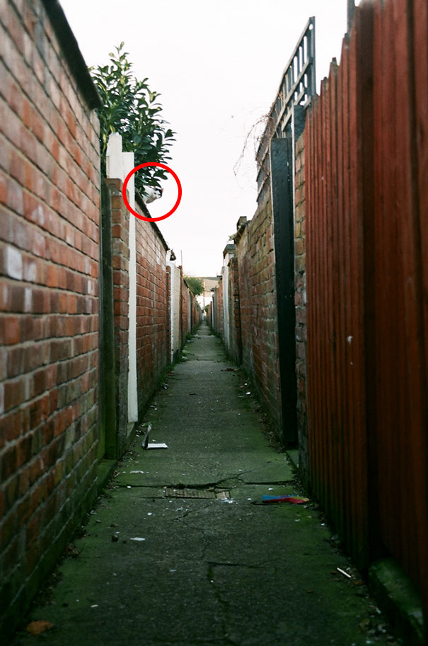 81 Purrfectly Camouflaged Cats That Are Impossible To Find Without Looking At The Answers