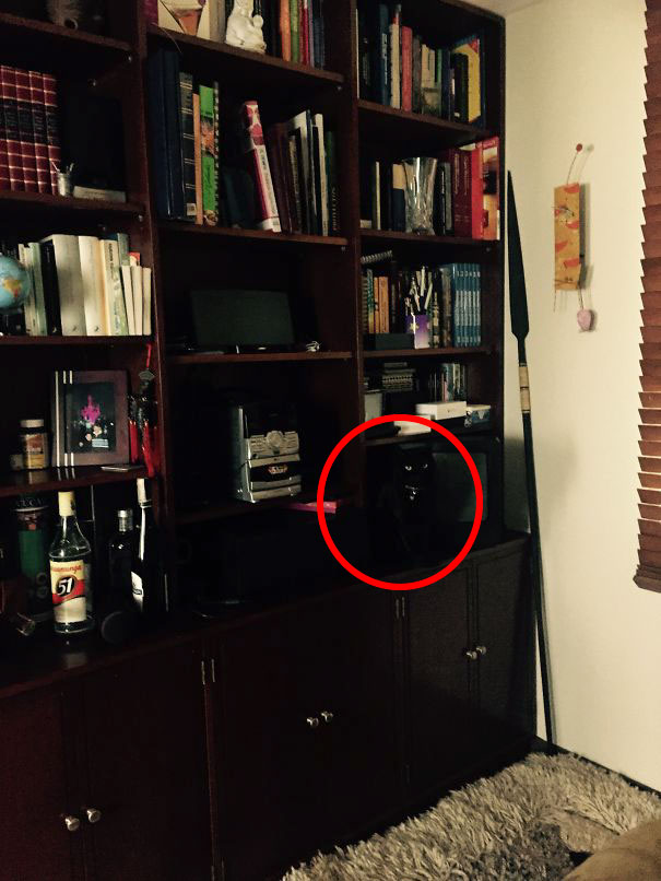 81 Purrfectly Camouflaged Cats That Are Impossible To Find Without Looking At The Answers 81 Purrfectly Camouflaged Cats That Are Impossible To Find Without Looking At The Answers