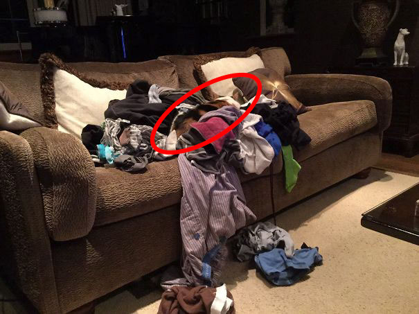 81 Purrfectly Camouflaged Cats That Are Impossible To Find Without Looking At The Answers 81 Purrfectly Camouflaged Cats That Are Impossible To Find Without Looking At The Answers