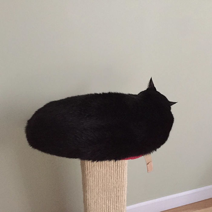 81 Purrfectly Camouflaged Cats That Are Impossible To Find Without Looking At The Answers