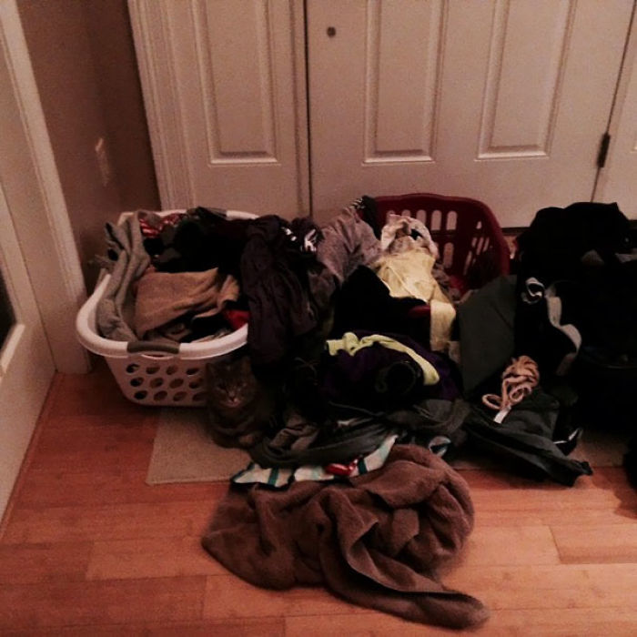 81 Purrfectly Camouflaged Cats That Are Impossible To Find Without Looking At The Answers