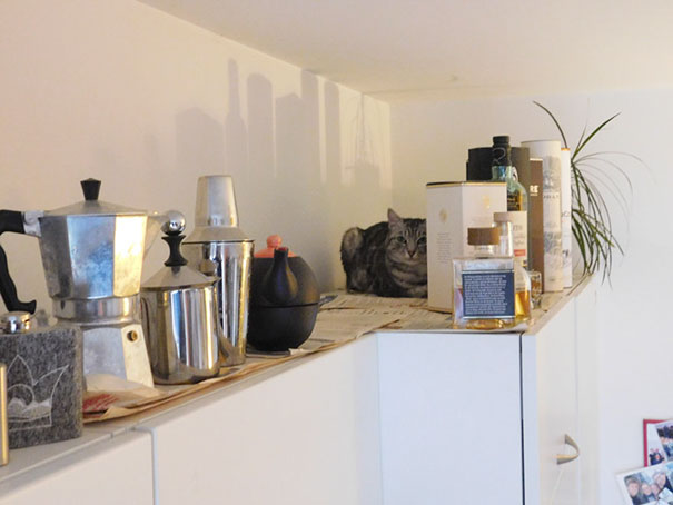 81 Purrfectly Camouflaged Cats That Are Impossible To Find Without Looking At The Answers