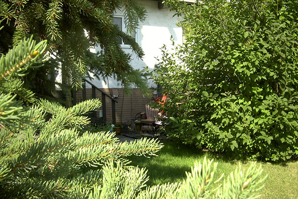 81 Purrfectly Camouflaged Cats That Are Impossible To Find Without Looking At The Answers