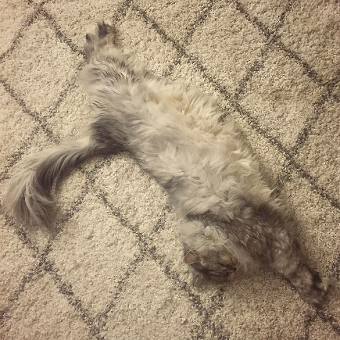 81 Purrfectly Camouflaged Cats That Are Impossible To Find Without Looking At The Answers