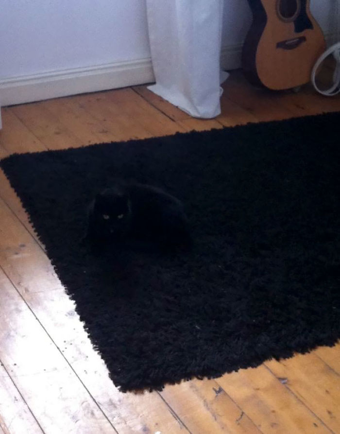 81 Purrfectly Camouflaged Cats That Are Impossible To Find Without Looking At The Answers