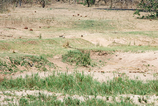 81 Purrfectly Camouflaged Cats That Are Impossible To Find Without Looking At The Answers