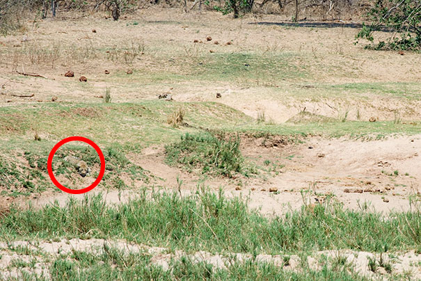 81 Purrfectly Camouflaged Cats That Are Impossible To Find Without Looking At The Answers