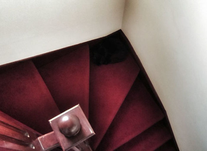 81 Purrfectly Camouflaged Cats That Are Impossible To Find Without Looking At The Answers 81 Purrfectly Camouflaged Cats That Are Impossible To Find Without Looking At The Answers