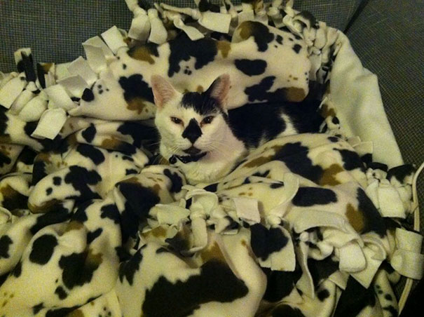 81 Purrfectly Camouflaged Cats That Are Impossible To Find Without Looking At The Answers