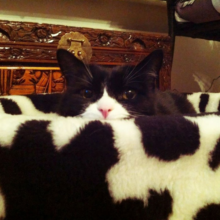 81 Purrfectly Camouflaged Cats That Are Impossible To Find Without Looking At The Answers