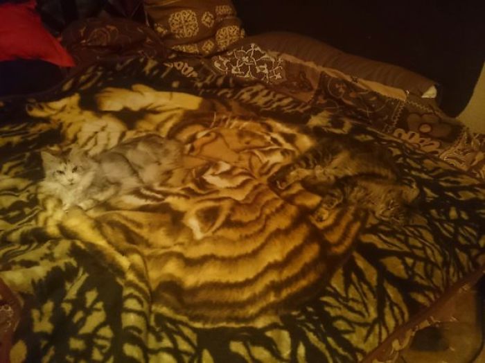 81 Purrfectly Camouflaged Cats That Are Impossible To Find Without Looking At The Answers