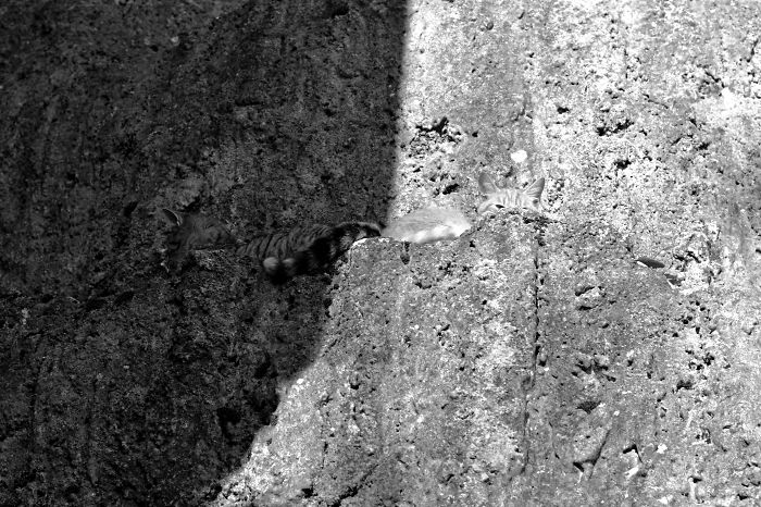 81 Purrfectly Camouflaged Cats That Are Impossible To Find Without Looking At The Answers